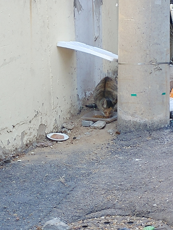 살고싶어서 임신한 몸으로 사람 따라온 고양이.. | 인스티즈