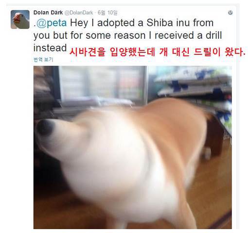 시바견을 입양한 서양인.jpg | 인스티즈