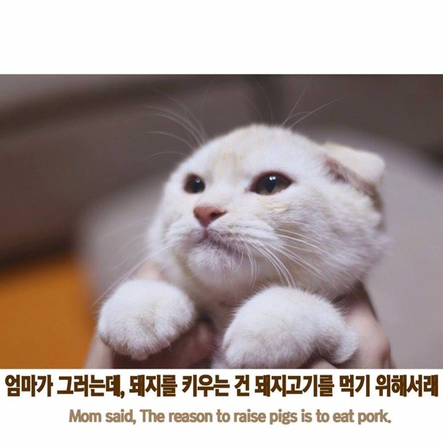 엄마가 나를 키우는 이유 고양이 Ver | 인스티즈