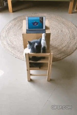 톰과 제리 보는 고양이.gif | 인스티즈