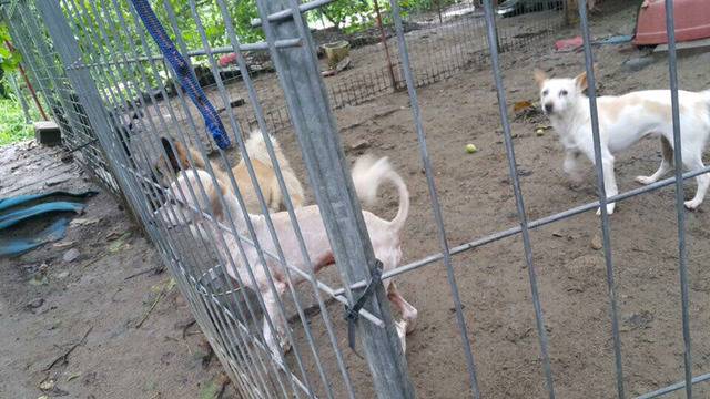 36마리의 유기견엄마 박옥래할머니 도와줘 여시들 | 인스티즈