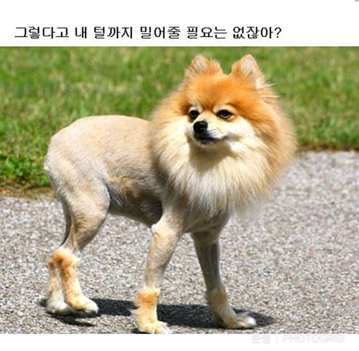 강아지가 인간칭구칭구에게 진짜 궁금한것들 | 인스티즈
