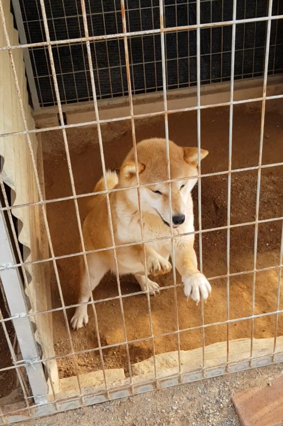 지지배 이미지