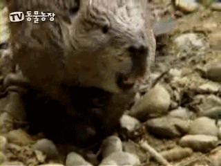 TV 동물농장 레전드 | 인스티즈