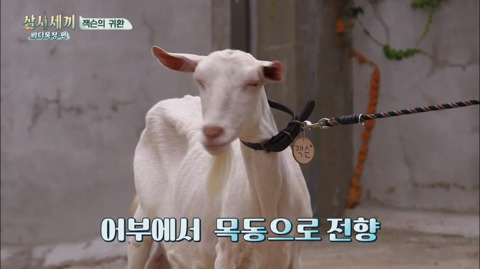 [삼시세끼] 처음 본 잭슨 때문에 놀라서 귱집사 팔 꼬옥 붙드는 고양이 쿵이.gif | 인스티즈