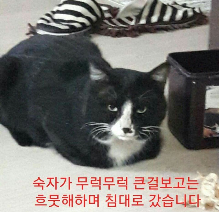 차라리 날 죽여...라는 제목으로 올라온 글(feat 집사).jpg | 인스티즈