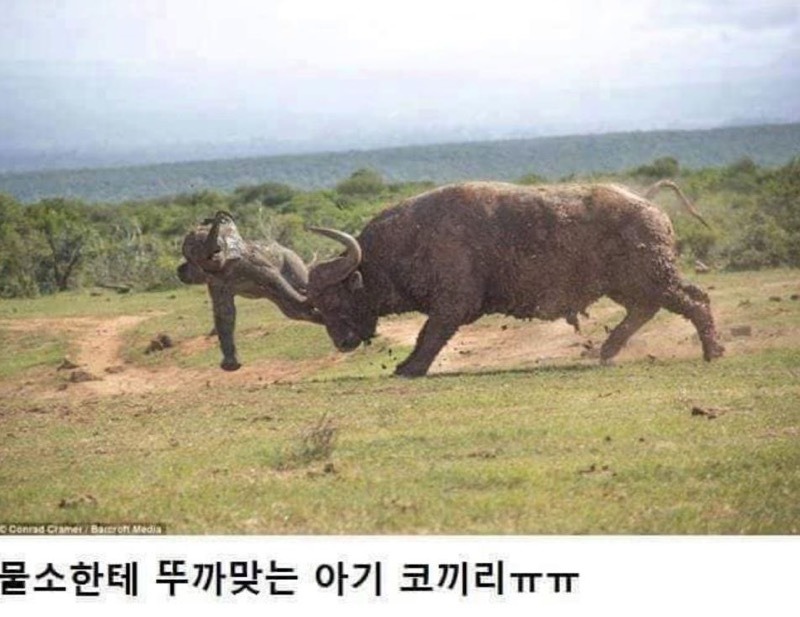 아기코끼리 괴롭힌 물소의 최후 | 인스티즈