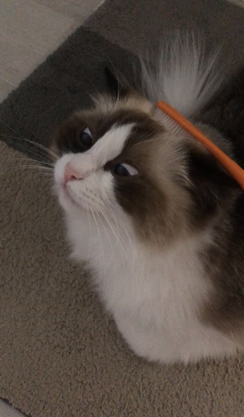 칫솔 하나면 야옹이를 녹인다 | 인스티즈