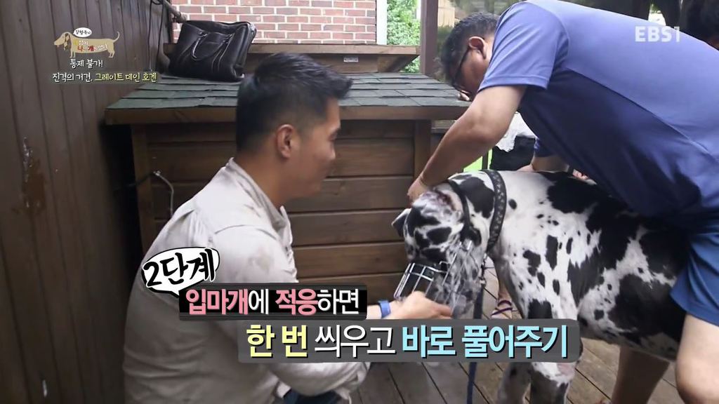 반려견의 입마개 거부감 없애는 팁 .gif | 인스티즈