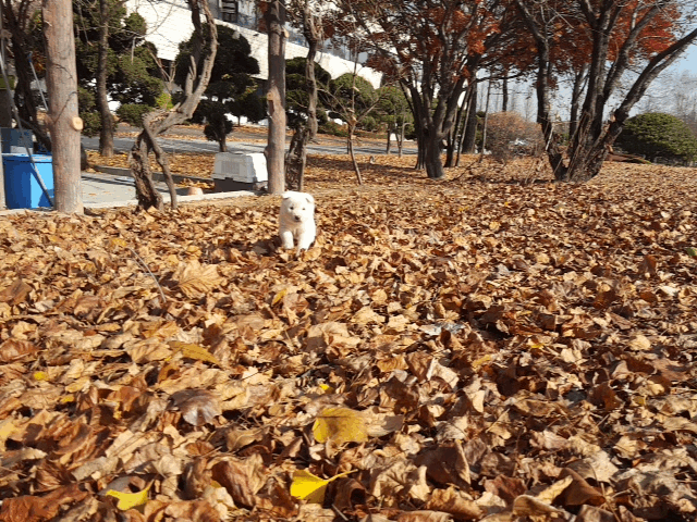 강아지 8남매.gif | 인스티즈