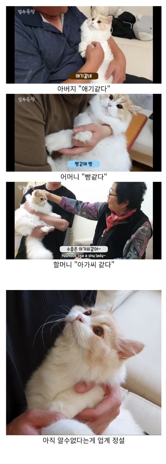정체를 알 수 없는 생물 | 인스티즈