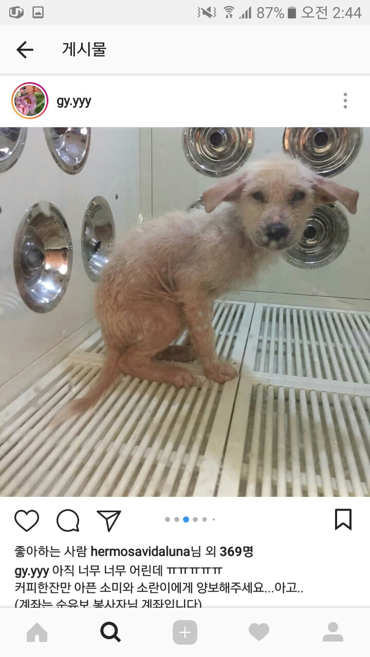 피부가 다 벗겨진 강아지 좀 도와주면 안될까? 소액후원도 정말 괜찮아 | 인스티즈