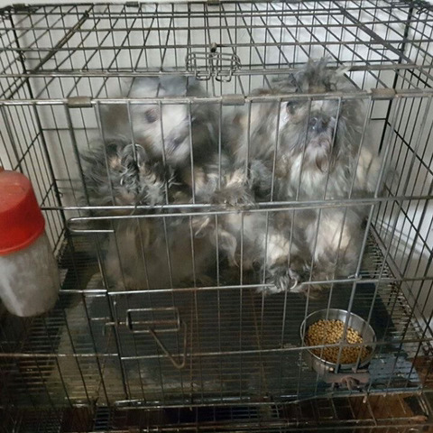 늙고 주인도 몰라보는 애들보다는 작고 귀여운 새끼강아 귀엽지 | 인스티즈