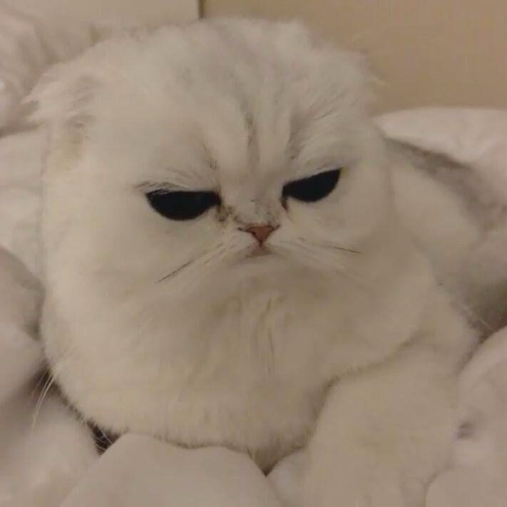 개와 고양이.jpg | 인스티즈