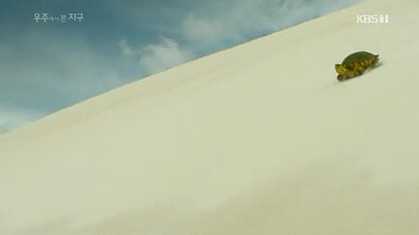 사막을 건너는 거북이의 여정..gif | 인스티즈