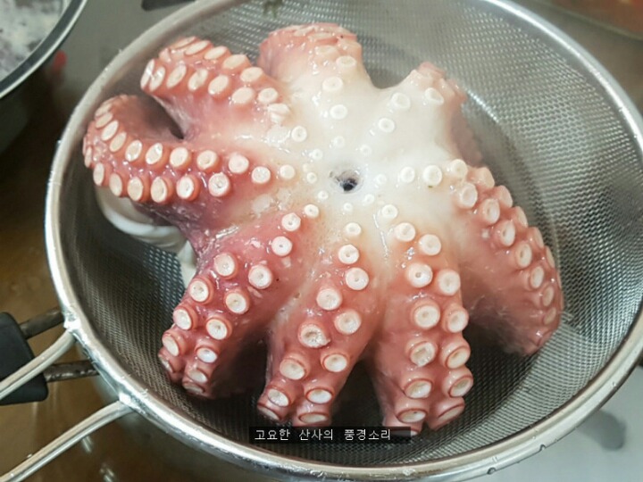 오문어 이미지