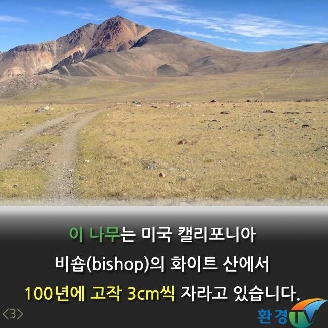 세상에서 가장오랫동안 생존한 나무 | 인스티즈