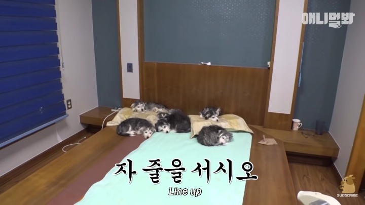 말티즈×허스키 = 말스키 | 인스티즈