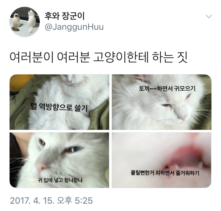 여러분이 고양이에게 하는 짓.twt | 인스티즈