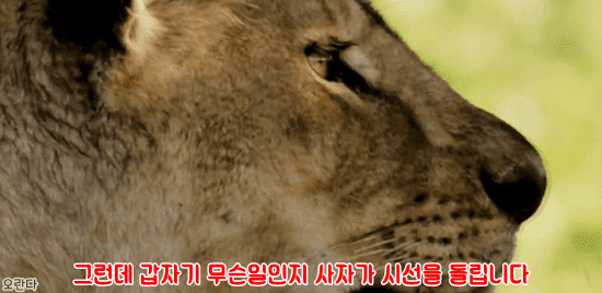 야생에서 일어난 기적적인 재회 | 인스티즈