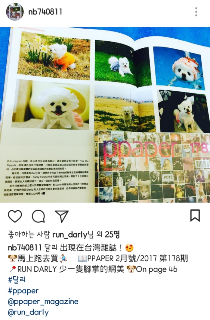 대만사람까지 꼬시고 다니는 한류 스타 강아지 달리 | 인스티즈