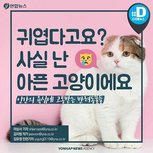 귀엽다구요? 사실 난 아픈 고양이에요 | 인스티즈