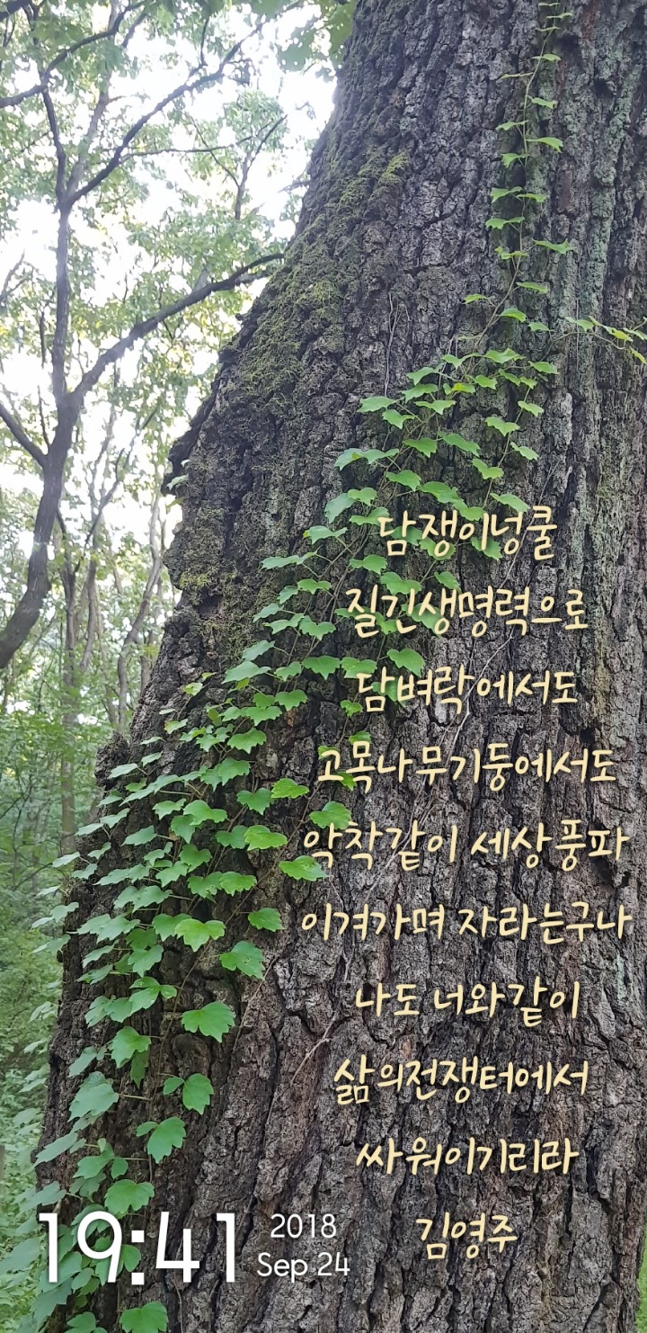 넝쿨담쟁이 이미지