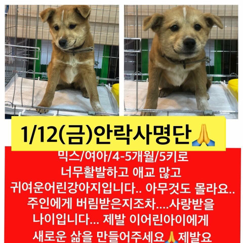 곧 안락사될 아이들 많아 보고가줘ㅠㅠㅠ공유라도 제발.. | 인스티즈