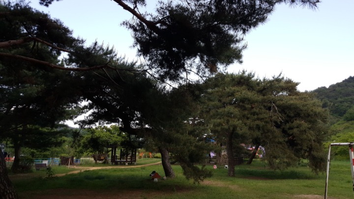 송림(松林) 이미지