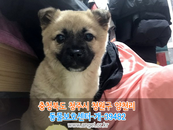 수컷 이미지