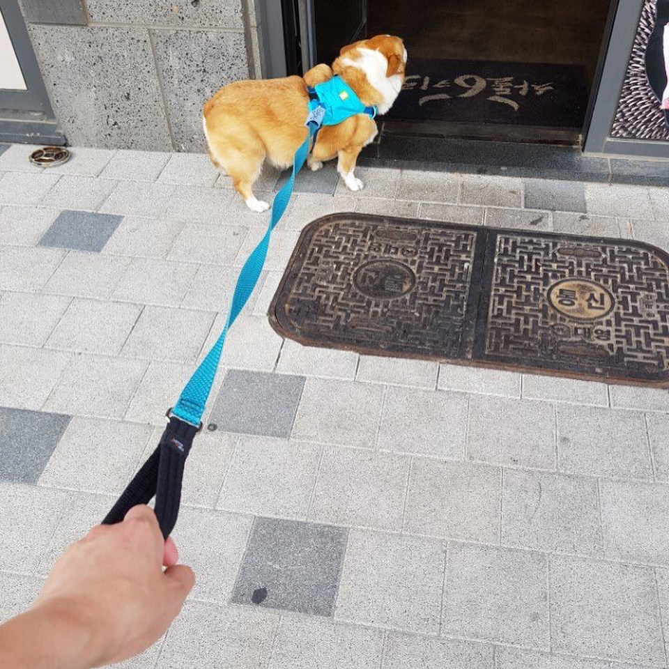 어느 댕댕이의 리드줄 문구.jpg | 인스티즈