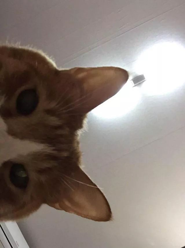 고양이 집사들이 좋아할만한 어플 | 인스티즈