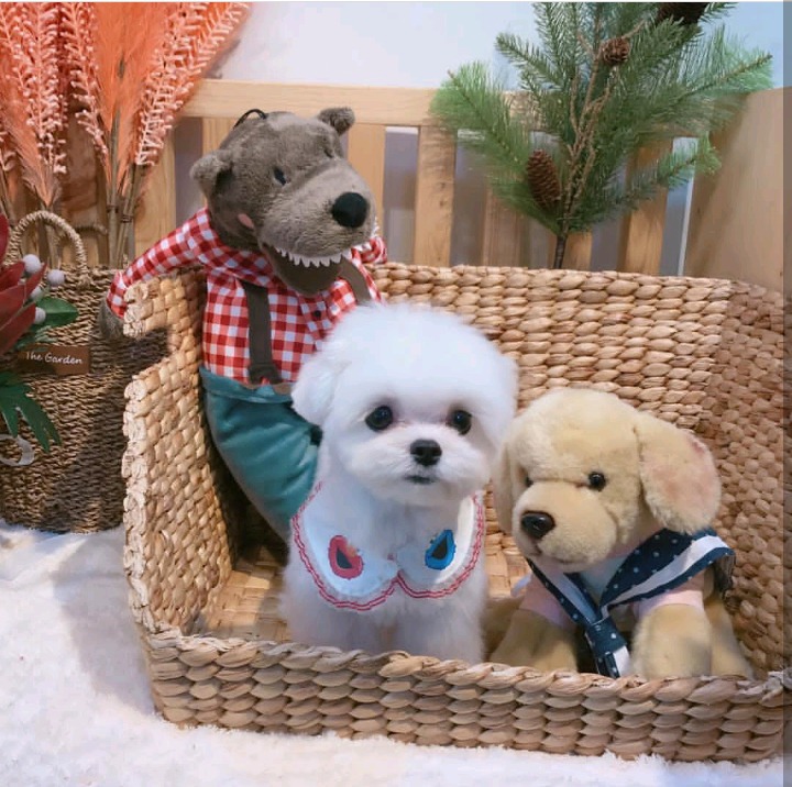 슈퍼주니어 이특이 키우는 반려견 심쿵이.jpg | 인스티즈