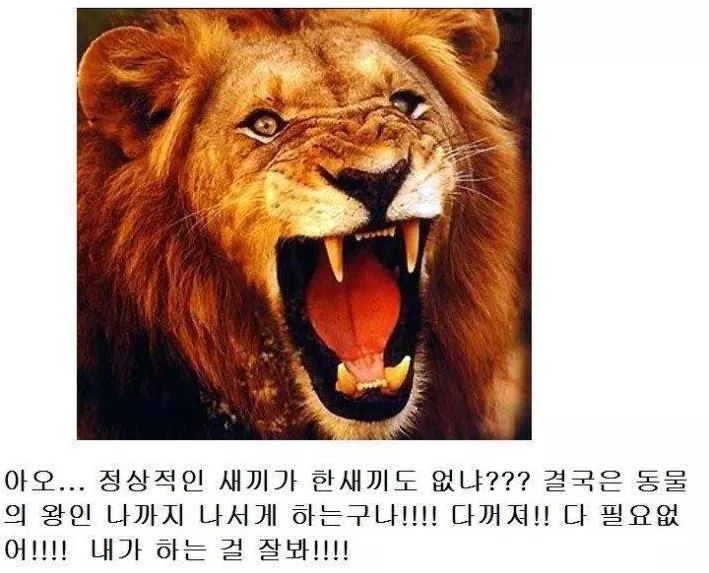 고양이과 동물의 공통점 | 인스티즈