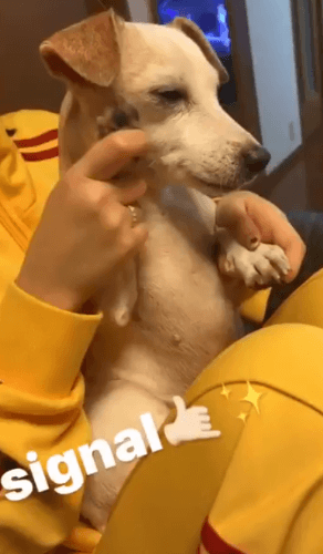 모모가 키우는 강아지 특징.gif | 인스티즈