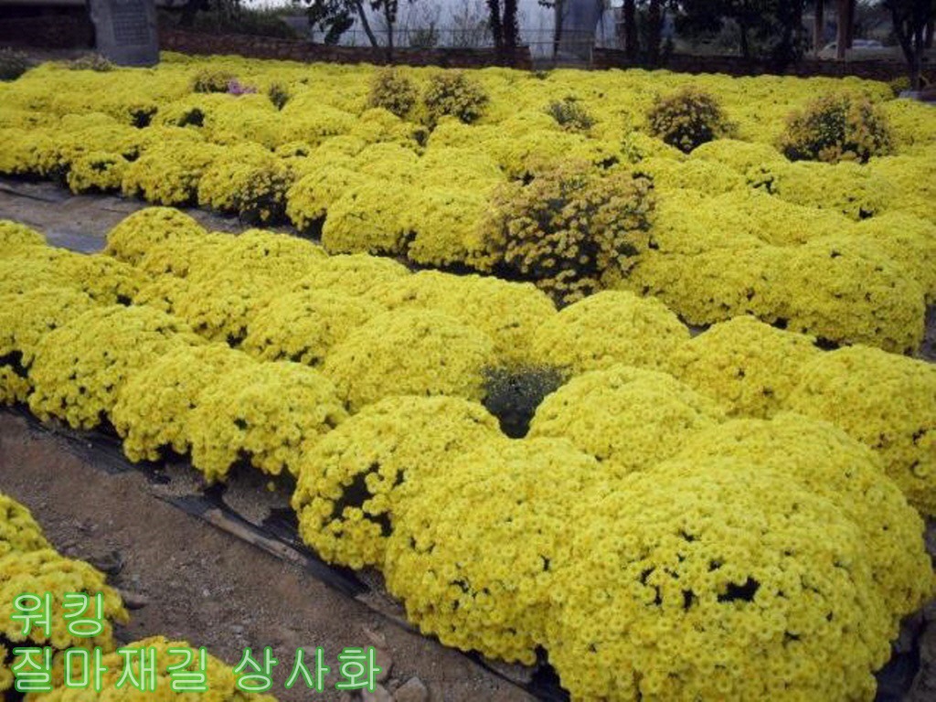 꽃미당 이미지
