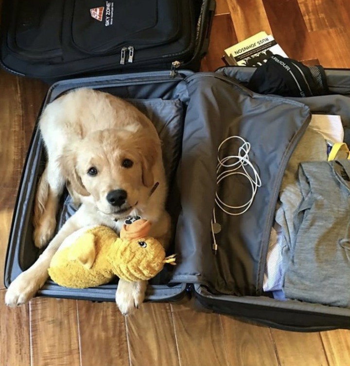 개와 고양이.jpg | 인스티즈