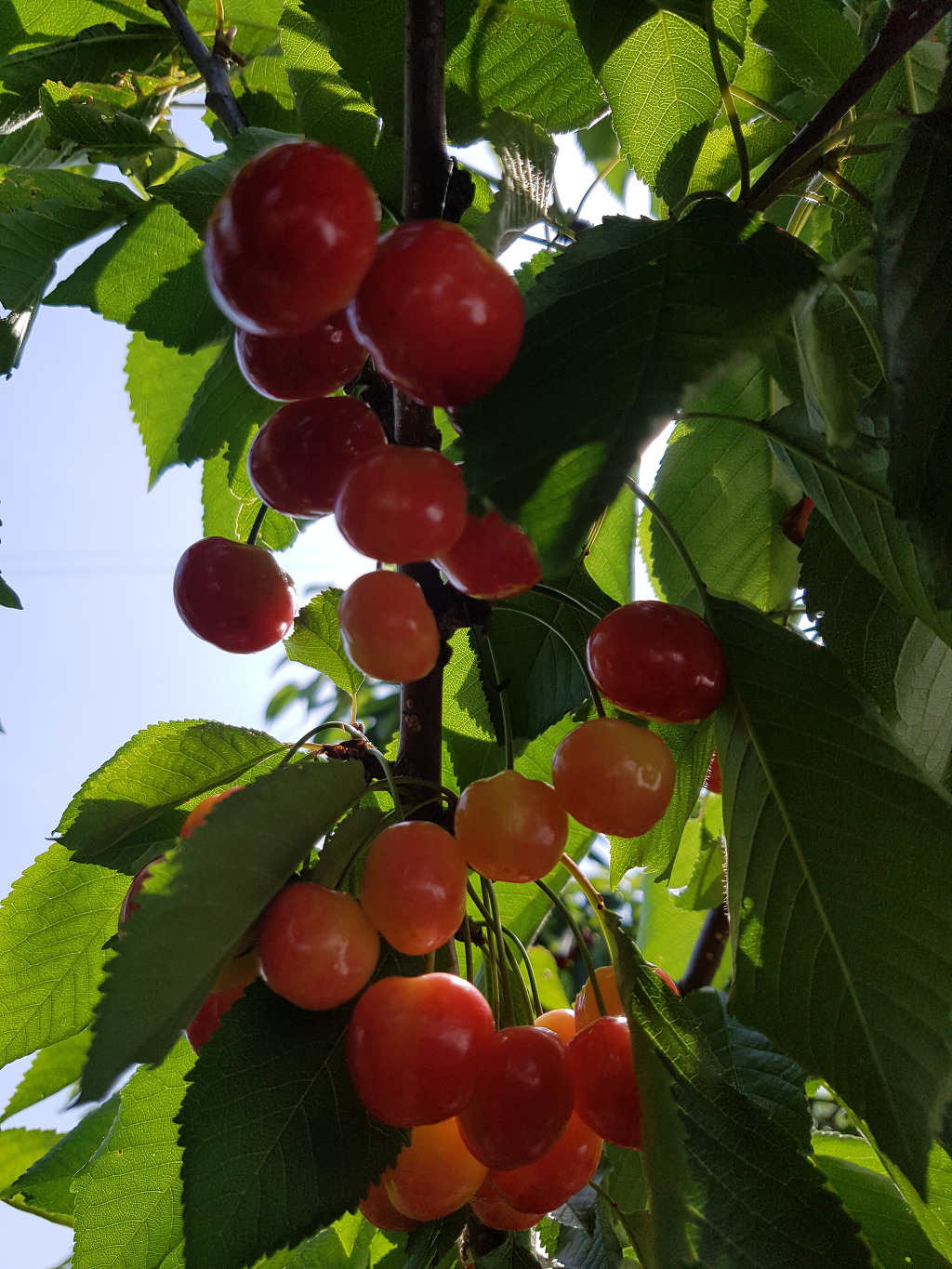 산너울농원 이미지