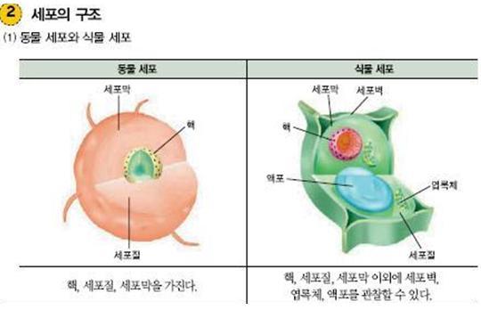 동물세포 엽록체